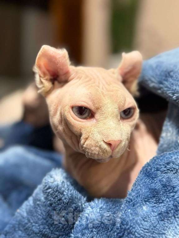 Кошки в других городах Ставропольского края: Канадский сфинкс эльф Мальчик, 5 000 руб. - фото 3