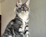 Кошки в Краснодаре: Котенок мейн-кун Девочка, 38 000 руб. - фото 1