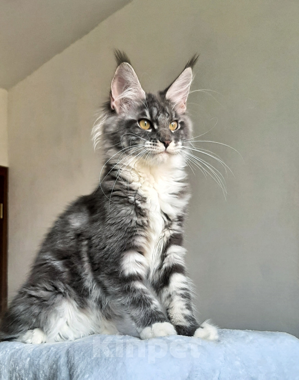 Кошки в Краснодаре: Котенок мейн-кун Девочка, 38 000 руб. - фото 1
