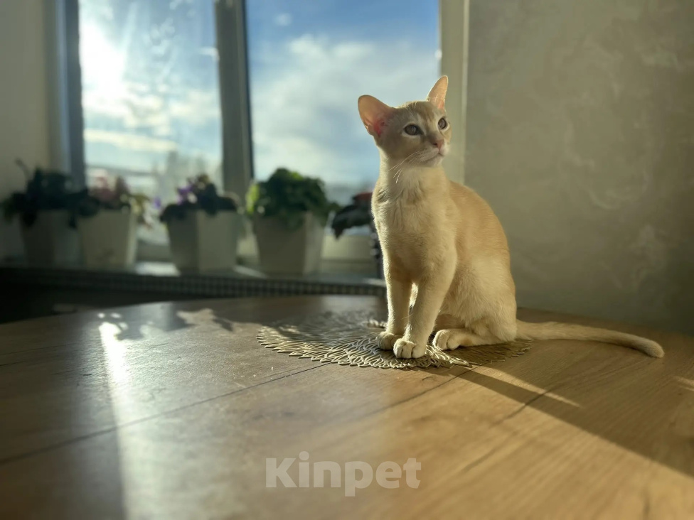 Кошки в Воронеже: Котенок Европейская бурма Мальчик, Бесплатно - фото 6