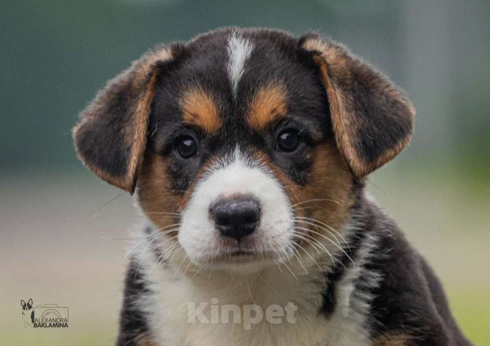 Собаки в Москве: Барон Мальчик, 50 000 руб. - фото 7