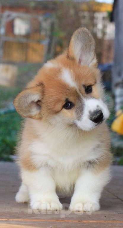 Собаки в Москве: Аманси Бранль Мальчик, 75 000 руб. - фото 4