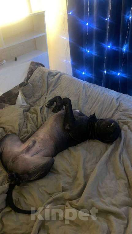 Собаки в Санкт-Петербурге: Питбуль Гром ищет дом! Мальчик, Бесплатно - фото 5