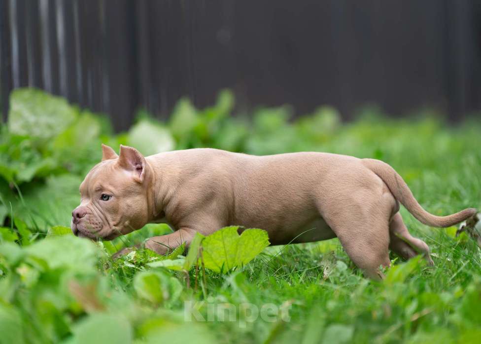 Собаки в Санкт-Петербурге: Предлагаются к продаже щенки американского булли  Девочка, 80 000 руб. - фото 2