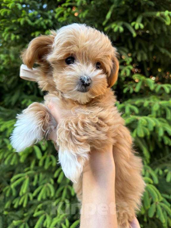 Собаки в Москве: Мальтипу кукольная девочка Девочка, 200 000 руб. - фото 2