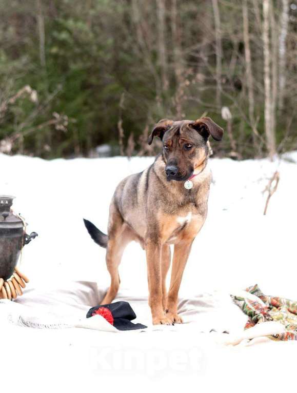 Собаки в Москве: Хан. Сочетание грозного вида и добрейшего сердца Мальчик, Бесплатно - фото 2