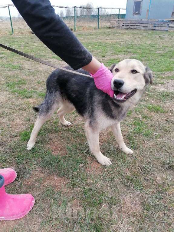 Собаки в Москве: Виччи, мечтательный щенок Мальчик, Бесплатно - фото 5