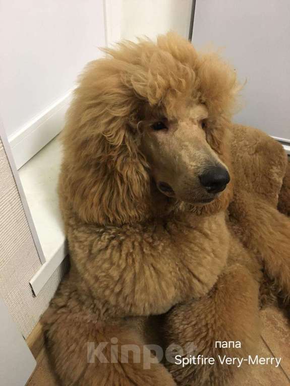 Собаки в Москве: Идеальный щенок королевского большого пуделя Мальчик, Бесплатно - фото 3