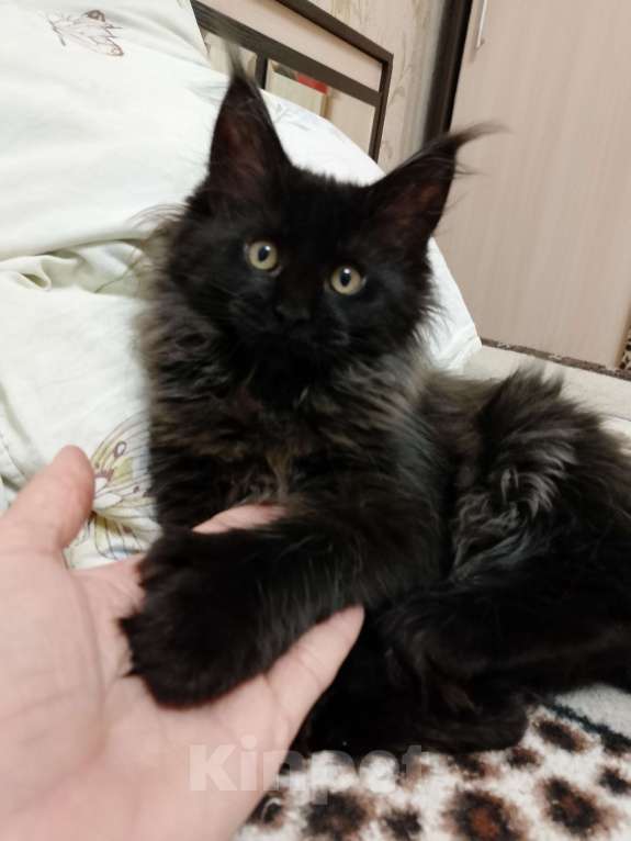 Кошки в Майкопе: Девочка полидакт в шикарной чёрной шубке Девочка, 35 000 руб. - фото 2
