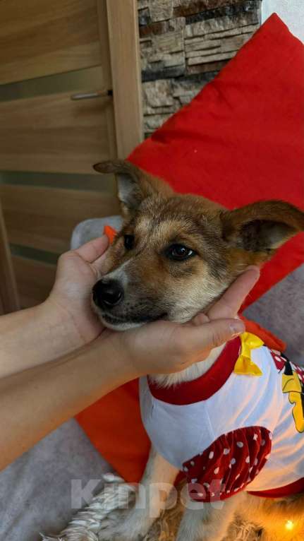 Собаки в Санкт-Петербурге: Щенок Мила Девочка, Бесплатно - фото 3