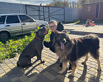 Собаки в других городах Московской области: Собака в добрые руки Мальчик, Бесплатно - фото 4