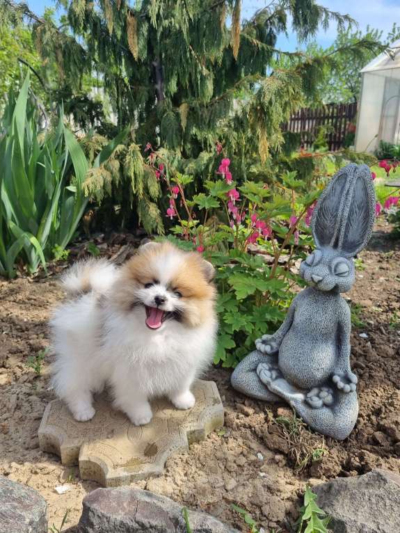 Собаки в Котельниково: Помиранский шпиц мальчик 1 Мальчик, 60 000 руб. - фото 2