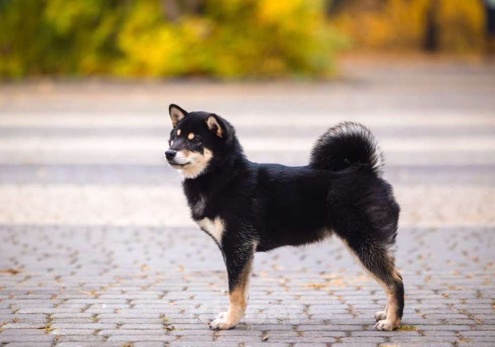 Собаки в Нижнем Новгороде: Щенок Сиба девочка Девочка, 50 000 руб. - фото 3