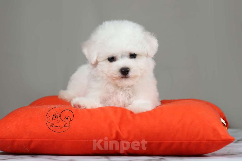 Собаки в Курске: Очаровательные щенки бишон фризе Мальчик, 75 000 руб. - фото 3