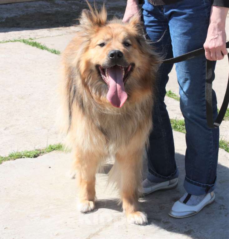 Собаки в Москве: Мишка в поисках дома и своей семьи  Мальчик, Бесплатно - фото 5