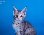 Кошки в других городах Карелии: Котенок мейн-кун девочка Девочка, 25 000 руб. - фото 4