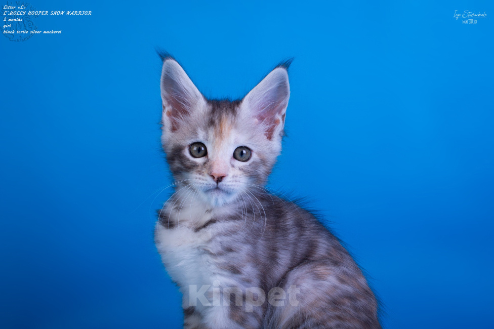 Кошки в других городах Карелии: Котенок мейн-кун девочка Девочка, 25 000 руб. - фото 4