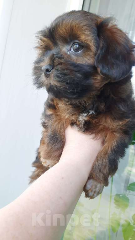 Собаки в Санкт-Петербурге: Щенок Петербургской Орхидеи Мальчик, 50 000 руб. - фото 6