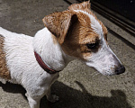 Собаки в Железноводске: Обнаружил потерявшуюся собаку Девочка, 5 000 руб. - фото 1