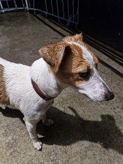 Объявление: Обнаружил потерявшуюся собаку, 5 000 руб., Железноводск