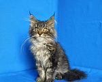 Кошки в Москве: Котёнок Мейн-кун Девочка Девочка, 45 000 руб. - фото 5