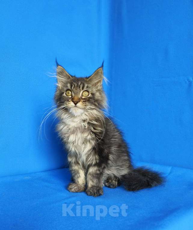 Кошки в Москве: Котёнок Мейн-кун Девочка Девочка, 45 000 руб. - фото 5