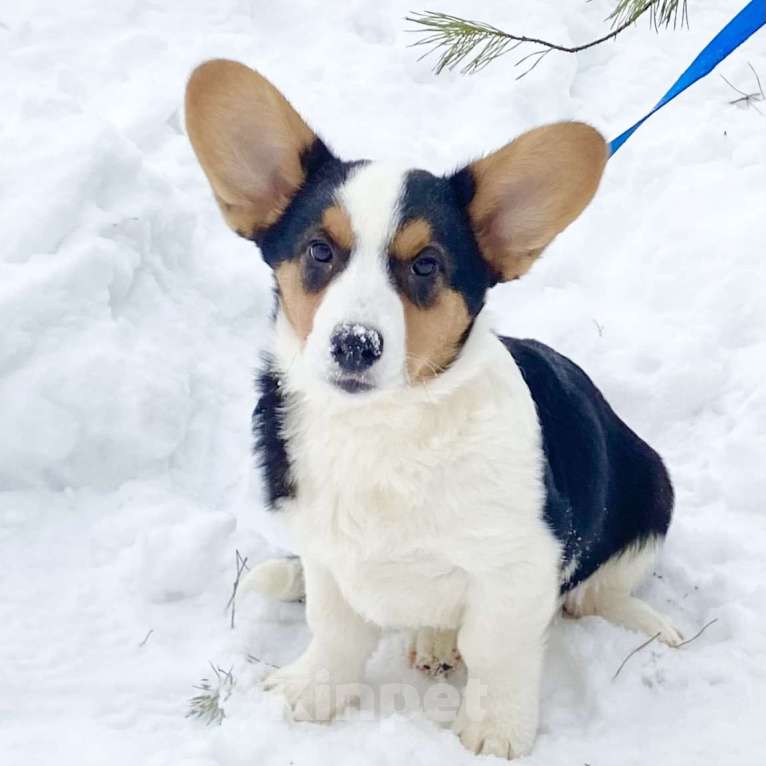 Собаки в Москве: Щенки вельш-корги кардиган Мальчик, 30 000 руб. - фото 1