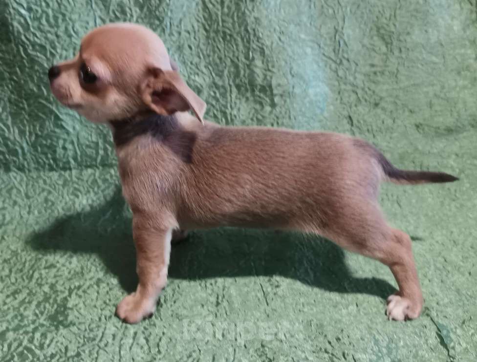 Собаки в Саранске: Щенки чихуахуа.  Мальчик, 30 000 руб. - фото 2