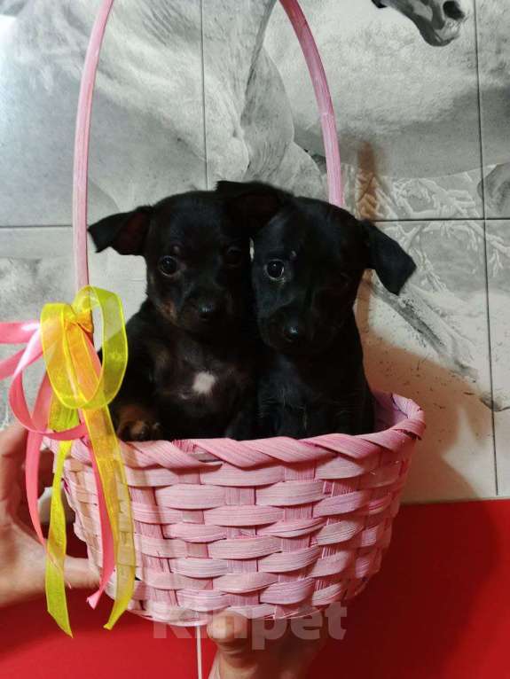 Собаки в Казани: Щенки той-терьера  Мальчик, Бесплатно - фото 2