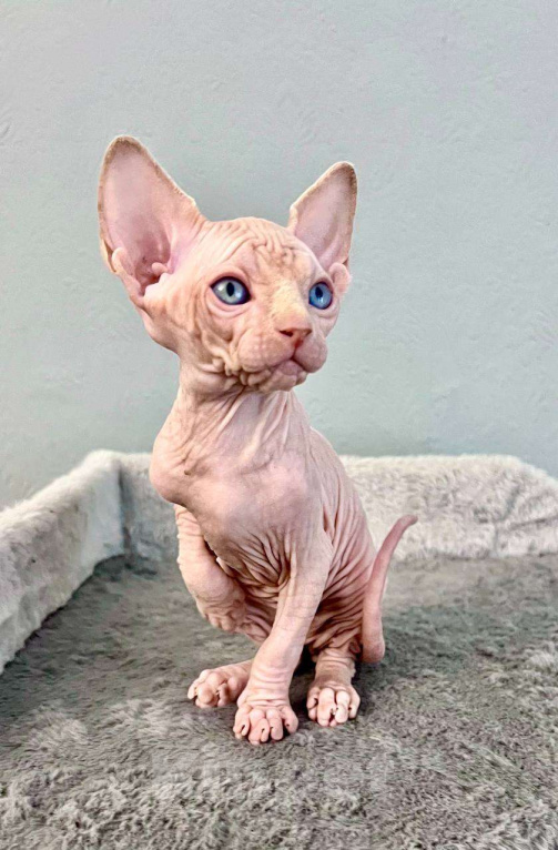 Кошки в Москве: Канадский Сфинкс Edward Мальчик, 55 000 руб. - фото 3