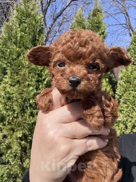 Собаки в Санкт-Петербурге: Той-пудель Тедди девочка Девочка, 150 000 руб. - фото 3