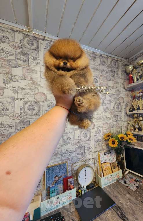 Собаки в Москве: Курносый перспективный мальчик померанского шпица РКФ Мальчик, Бесплатно - фото 2