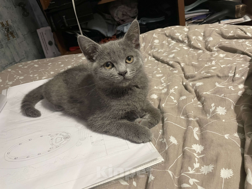 Кошки в Саратове: Отдам кошечку в добрые руки  Девочка, Бесплатно - фото 3