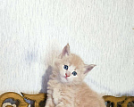 Кошки в Советске (Калининградская область): Котята мейн-кун с документами, 40 000 руб. - фото 1