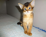 Кошки в Ливны: Очаровательные котята Сомали, 25 000 руб. - фото 3