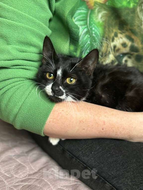 Кошки в Москве: Приютите одинокого Ронечку. Мальчик, Бесплатно - фото 2