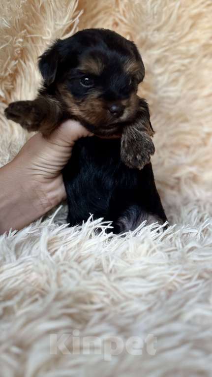 Собаки в Ангарске: Щенок йоркширского терьера Мальчик, 20 000 руб. - фото 4