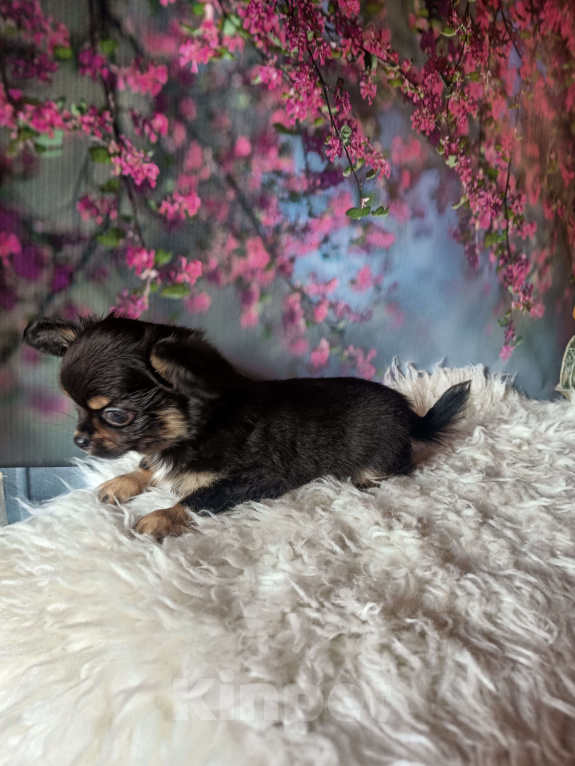 Собаки в Москве: Изумительный ушастик Мальчик, 45 000 руб. - фото 3