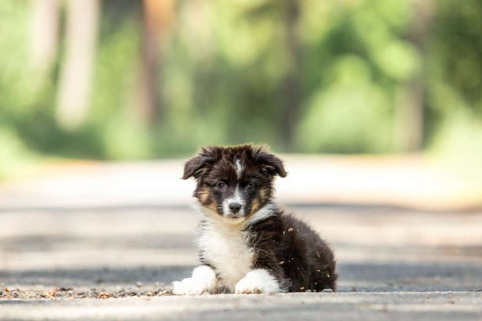 Собаки в Москве: Миниаусси щенок, MAS Девочка, Бесплатно - фото 2