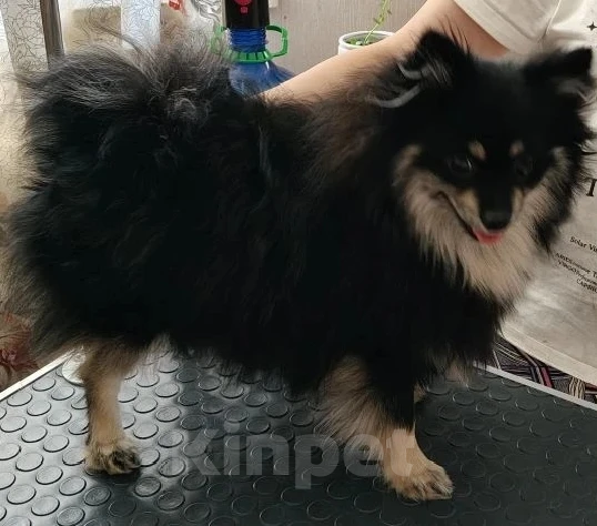 Собаки в Воскресенске: Шпицули Мальчик, 25 000 руб. - фото 4