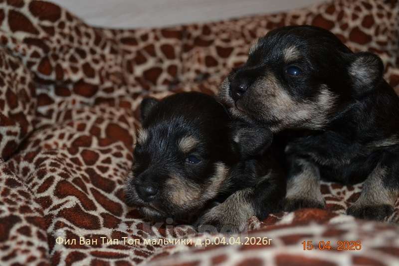 Собаки в Москве: Щенки родились 04.04.2026 – черный с серебром, крепкий тип и правильное происхождение: открыт резерв Мальчик, Бесплатно - фото 1