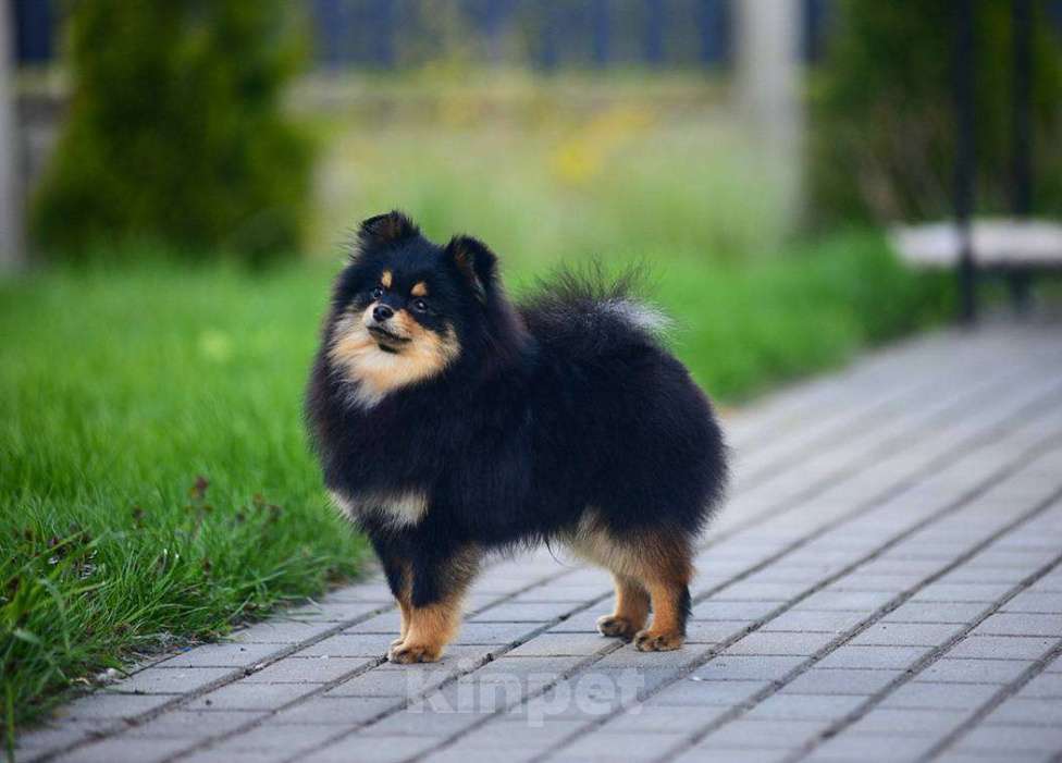 Собаки в Москве: Для любителей померанских шпицов. Очаровательный мальчик. Мальчик, 80 000 руб. - фото 2