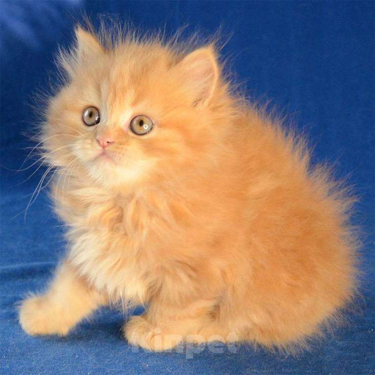 Кошки в Ливны: Персидские классические котята, 8 000 руб. - фото 1
