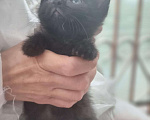 Кошки в Москве: Чудесные котята Тим и Том в добрые руки. Мальчик, Бесплатно - фото 3