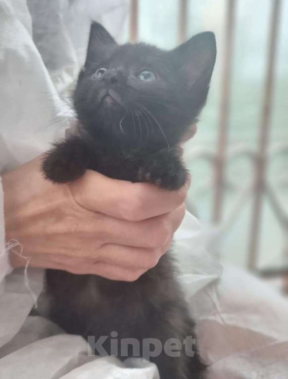 Кошки в Москве: Чудесные котята Тим и Том в добрые руки. Мальчик, Бесплатно - фото 3