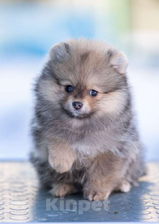 Собаки в Пушкино: щенки померанского шпица Девочка, 50 000 руб. - фото 3