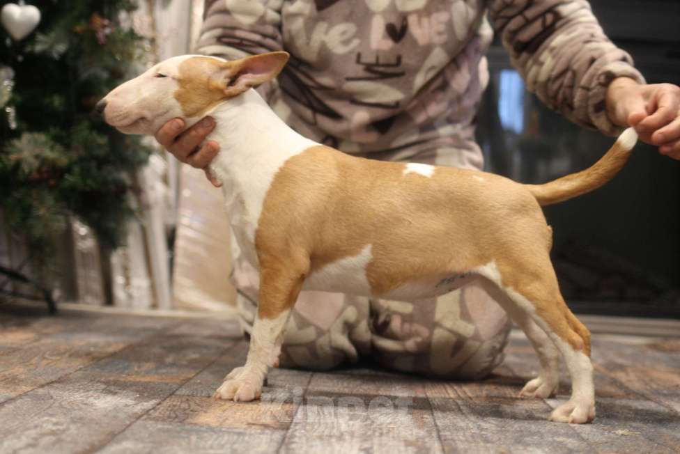 Собаки в Всеволожске: ММ ОРТИДЖА КОРОЛЕВА ОСЕНИ Девочка, 80 000 руб. - фото 3