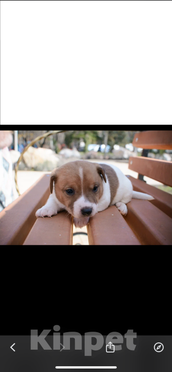 Собаки в Симферополе: Мальчик Мальчик, 12 000 руб. - фото 5