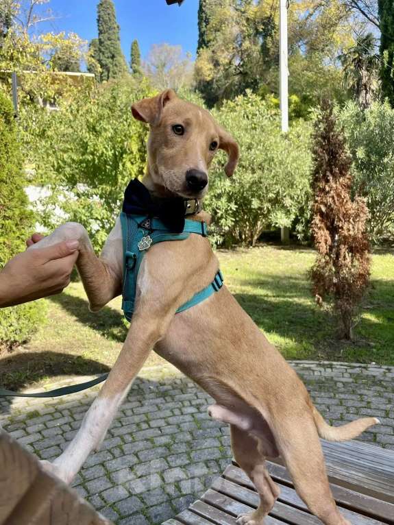 Собаки в Люберцах: Солнечный парень Вилли в поисках родителей Мальчик, Бесплатно - фото 7