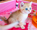 Кошки в Красноярске: Шотландский вислоухий короткошёрстный котёнок Разнополые, 35 000 руб. - фото 10